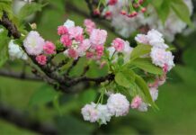 Jaka jest żywotność smartfona?