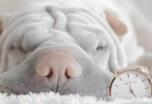 Czy powinno się spać z zegarkiem? Czy powinno się spać z zegarkiem?